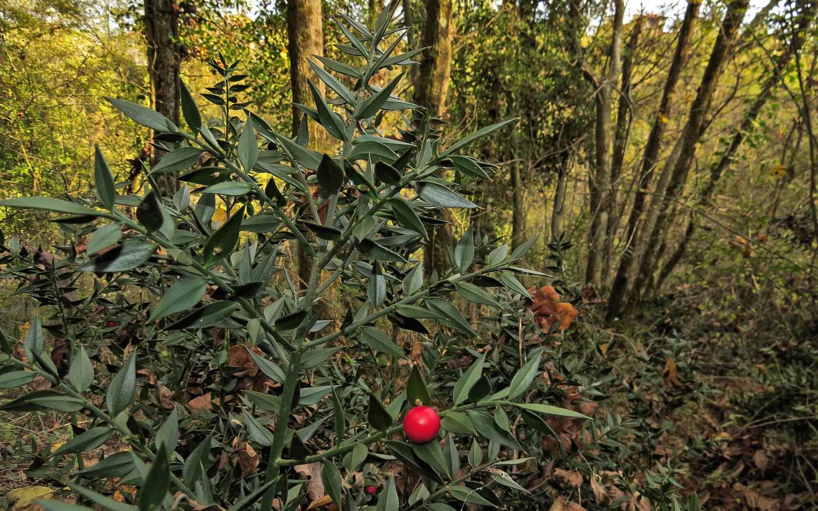 Nella Terra del Pungitopo
